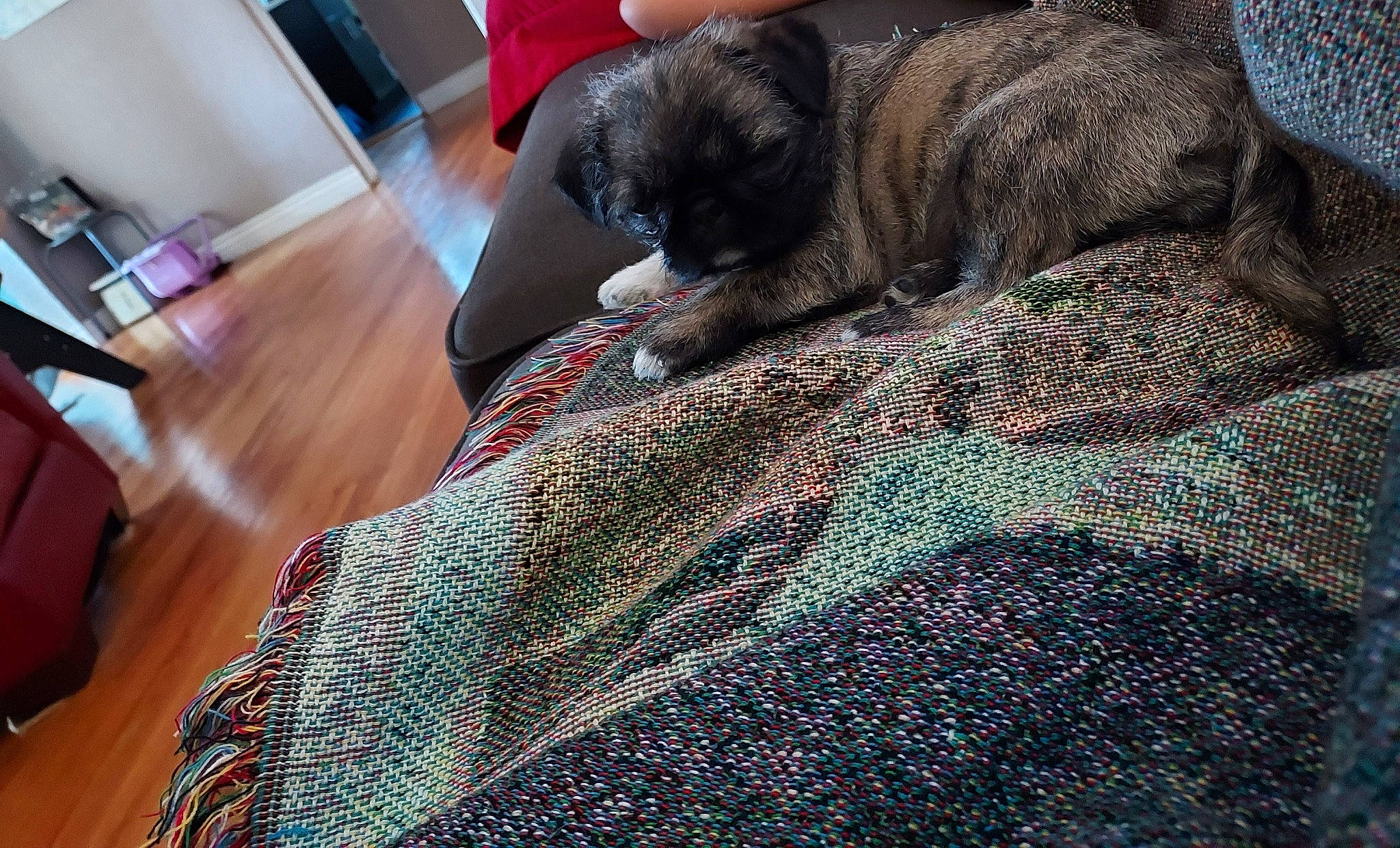 Valentines joined the competition — help win amazing prizes! carnivore, cat, comfort, companion_dog, dog_breed, domestic_short_haired_cat, felidae, flooring, fur, grey, hardwood, linens, pattern, room, small_to_medium_sized_cats, tail, tints_and_shades, whiskers, wood, wool