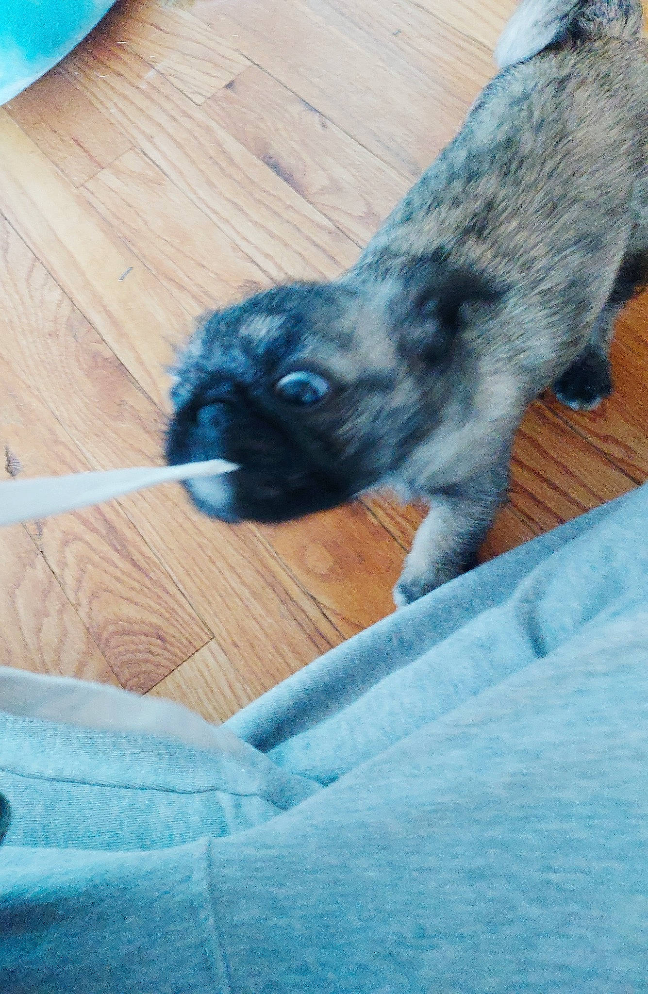 Valentines is registered to the contest to win money with this photo: blue, canidae, carnivore, companion_dog, dog, dog_breed, electric_blue, fawn, felidae, fur, hardwood, liver, paw, snout, sporting_group, tail, toy_dog, whiskers, wood, working_animal