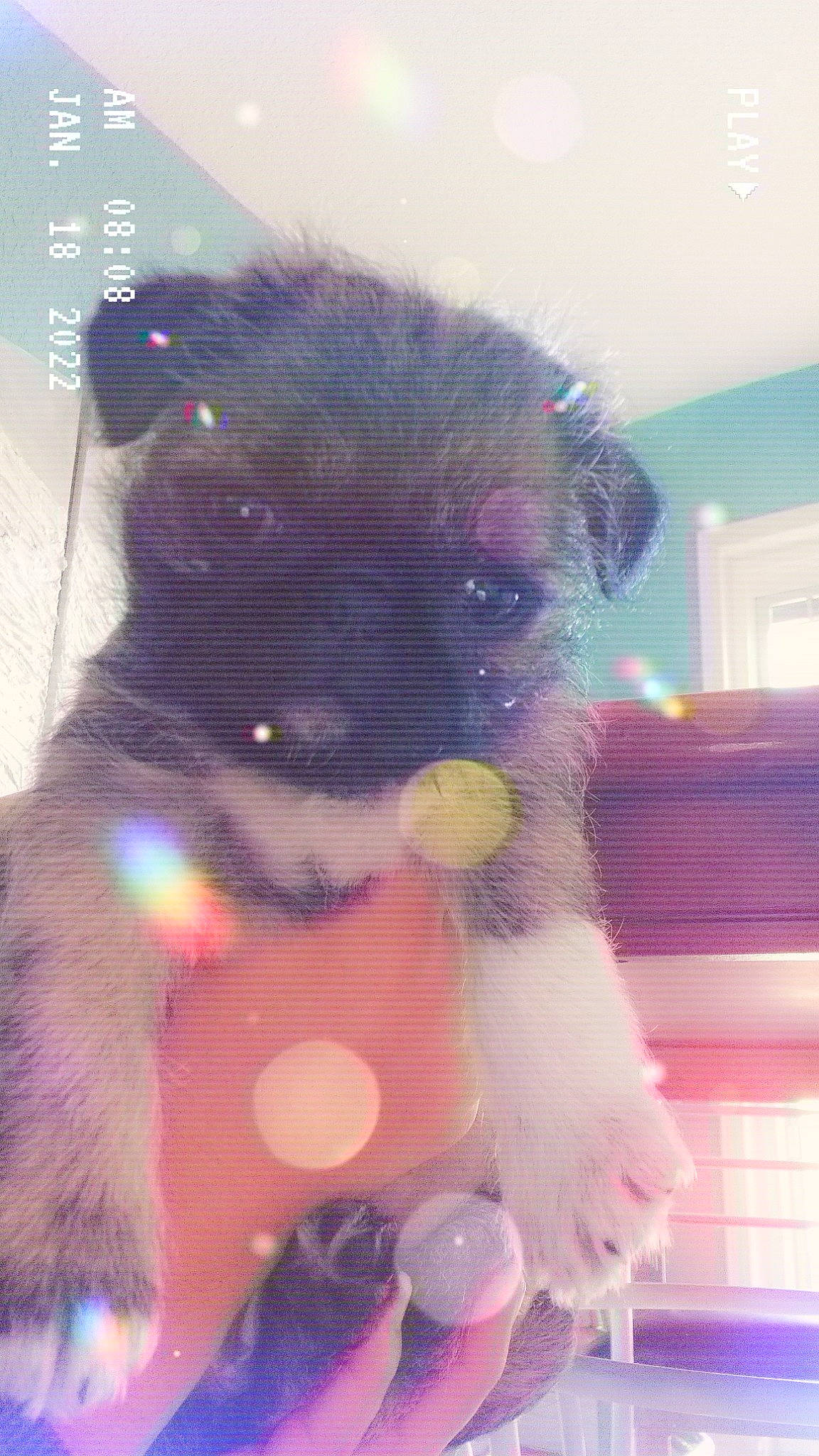 Valentines is registered to the contest to win money with this photo: art, canidae, carnivore, companion_dog, dog, dog_breed, dog_supply, fawn, fur, magenta, pet_supply, pink, plush, purple, snout, sporting_group, stuffed_toy, toy, toy_dog, working_animal