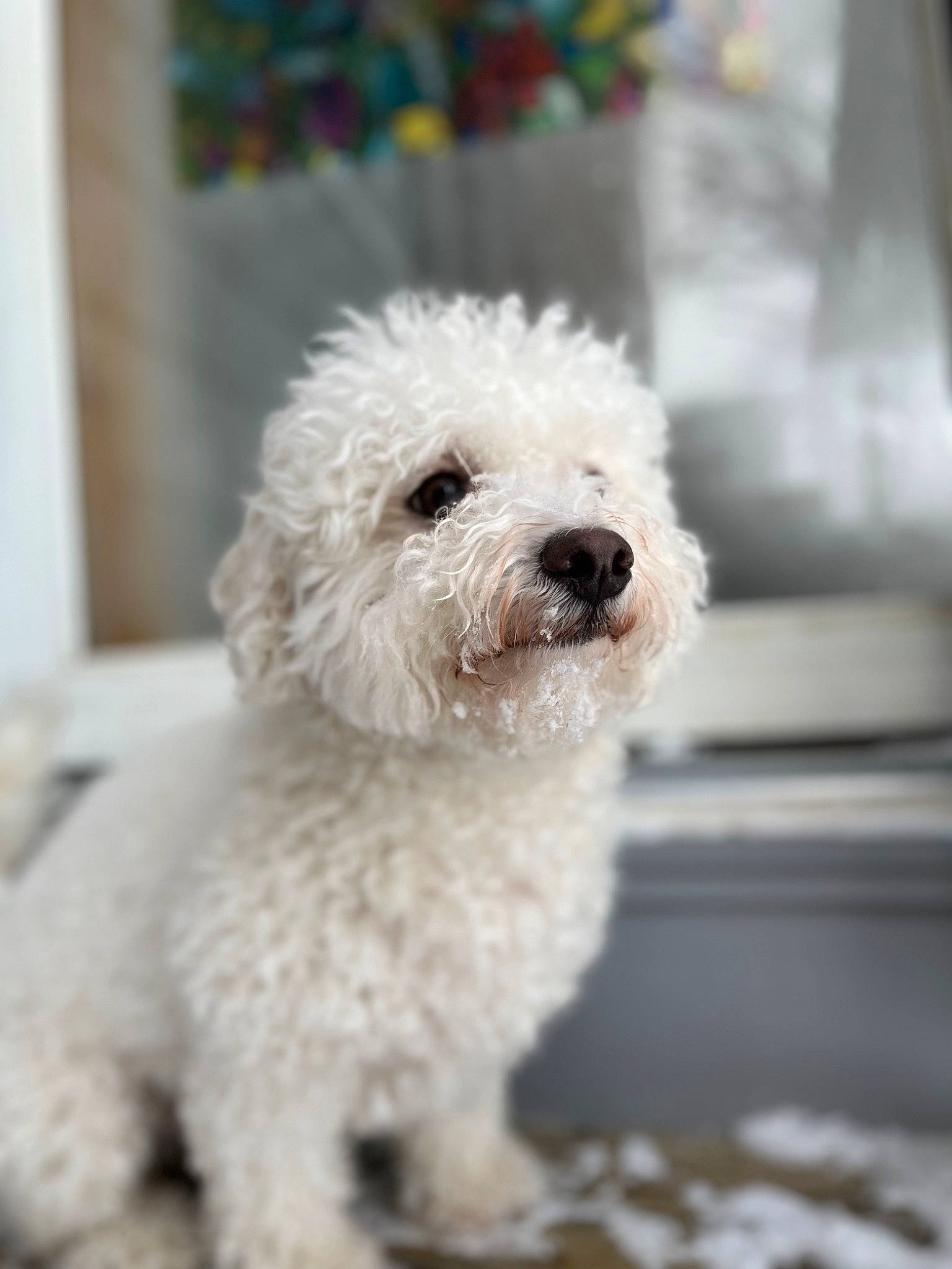 Lenny joined the competition — help win amazing prizes! bichon, canidae, carnivore, collar, companion_dog, dog, dog_breed, dog_collar, fur, labradoodle, non_sporting_group, poodle, poodle_crossbreed, small_terrier, snout, sporting_group, terrier, toy_dog, water_dog, working_animal