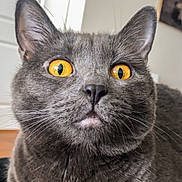 Hurley joined the competition — help win amazing prizes! alert, animal, cat, close_up, cozy, cute, domestic, eyes, face, feline, fur, gray_cat, indoor, looking_up, mammal, orange_eyes, pet, portrait, soft_light, whiskers