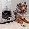Zeke is registered to the contest to win money with this photo: animal, australian_shepherd, carpet, cat, cat_bed, companion, cozy, curtain, cute, dog, floor, fur, gray_cat, household, indoor, pet, power_outlet, resting, tongue_out, wall