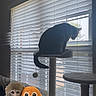 animal, blinds, cat, cat_tree, cozy, curious, daylight, drink, furniture, green_beverage, indoor, light, pet, playful, plush_toy, shadow, silhouette, stuffed_monkey, toy, window