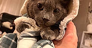 Zeke joined the competition — help win amazing prizes! animal, blanket, cat, comfort, cozy, curious, cute, domestic_animal, eyes, feline, fur, gray_cat, hand, hood, indoor, pet, plaid, portrait, soft_lighting, warm_colors