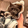 animal, blanket, cat, comfort, cozy, curious, cute, domestic_animal, eyes, feline, fur, gray_cat, hand, hood, indoor, pet, plaid, portrait, soft_lighting, warm_colors