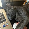 cat, closeup, comfort, computer_mouse, cozy, desk, electronics, feline, gray_cat, hand, home_office, indoor, keyboard, laptop, napping, paw, pet, resting, sleeping, technology