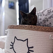 Zeke is registered to the contest to win money with this photo: animal, basket, black_cat, cat, cozy, curious, cute, decor, door, furniture, home, indoor, pattern, pet, pillow, relaxed, resting, soft_focus, texture, woven