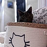 animal, basket, black_cat, cat, cozy, curious, cute, decor, door, furniture, home, indoor, pattern, pet, pillow, relaxed, resting, soft_focus, texture, woven