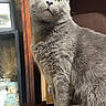 Zeke joined the competition — help win amazing prizes! animal, cat, closeup, cozy, curious, decor, domestic, feline, framed_picture, furniture, furry, gray_cat, household, indoor, pet, plush_doll, portrait, sitting, wooden_shelf, yellow_eyes