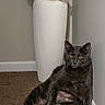 cat, gray_cat, sitting, relaxed, carpet, indoor, vase, white_vase, flowers, wall, corner, pet, feline, animal, orange_eyes, fur, cute, domestic_cat, cozy, resting
