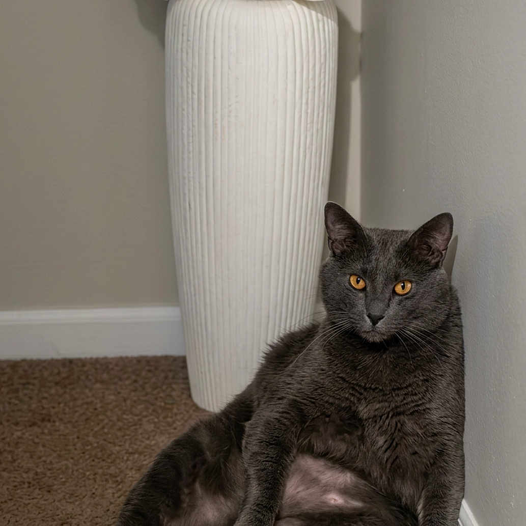 Zeke joined the competition — help win amazing prizes! cat, gray_cat, sitting, relaxed, carpet, indoor, vase, white_vase, flowers, wall, corner, pet, feline, animal, orange_eyes, fur, cute, domestic_cat, cozy, resting