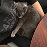 animal, casual, cat, clothing, comfort, cozy, feline, gray_cat, human, indoor, lap, paw, person, pet, relaxing, resting, sitting, sleeping, table, wooden_table