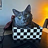box, cat, checkered_pattern, close_up, cozy, curious, desk, domestic_animal, feline, gray_cat, household, indoor, lamp, pet, resting, room, table, technology, warm_light, whiskers