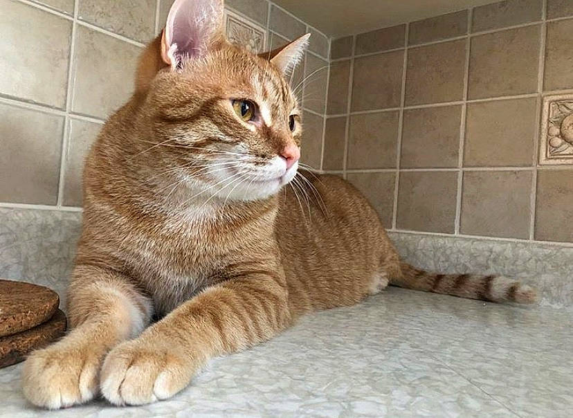 Phineas is registered to the contest to win money with this photo: aegean_cat, american_bobtail, american_shorthair, arabian_mau, asian, australian_mist, carnivore, cat, chausie, domestic_short_haired_cat, dragon_li, european_shorthair, fawn, felidae, mammal, ocicat, small_to_medium_sized_cats, tabby_cat, vertebrate, whiskers