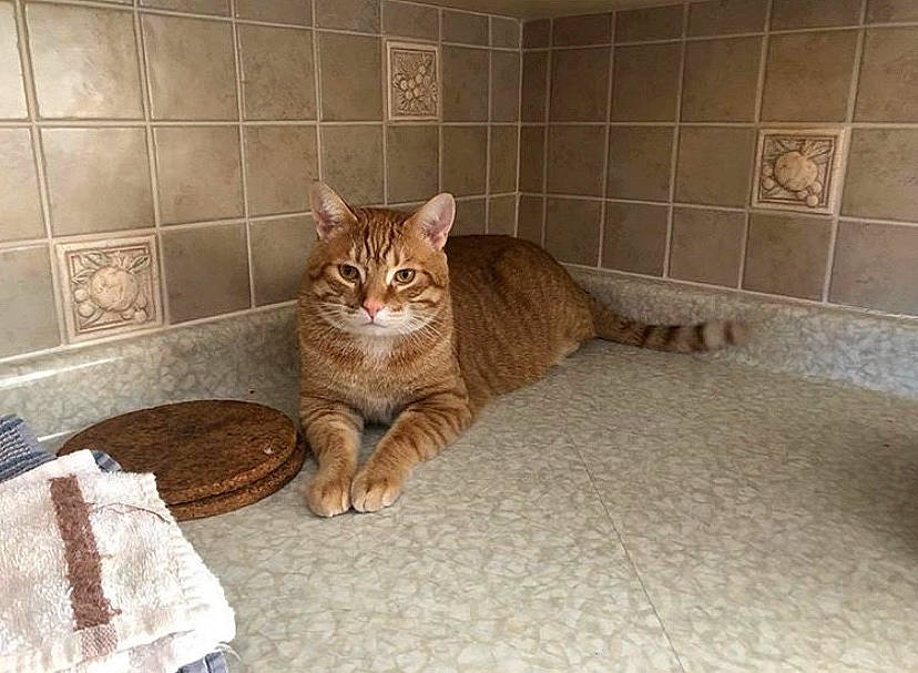 Phineas joined the competition — help win amazing prizes! aegean_cat, arabian_mau, asian, carnivore, cat, domestic_short_haired_cat, dragon_li, european_shorthair, fawn, felidae, floor, flooring, fur, german_rex, ocicat, room, small_to_medium_sized_cats, tabby_cat, tile, whiskers