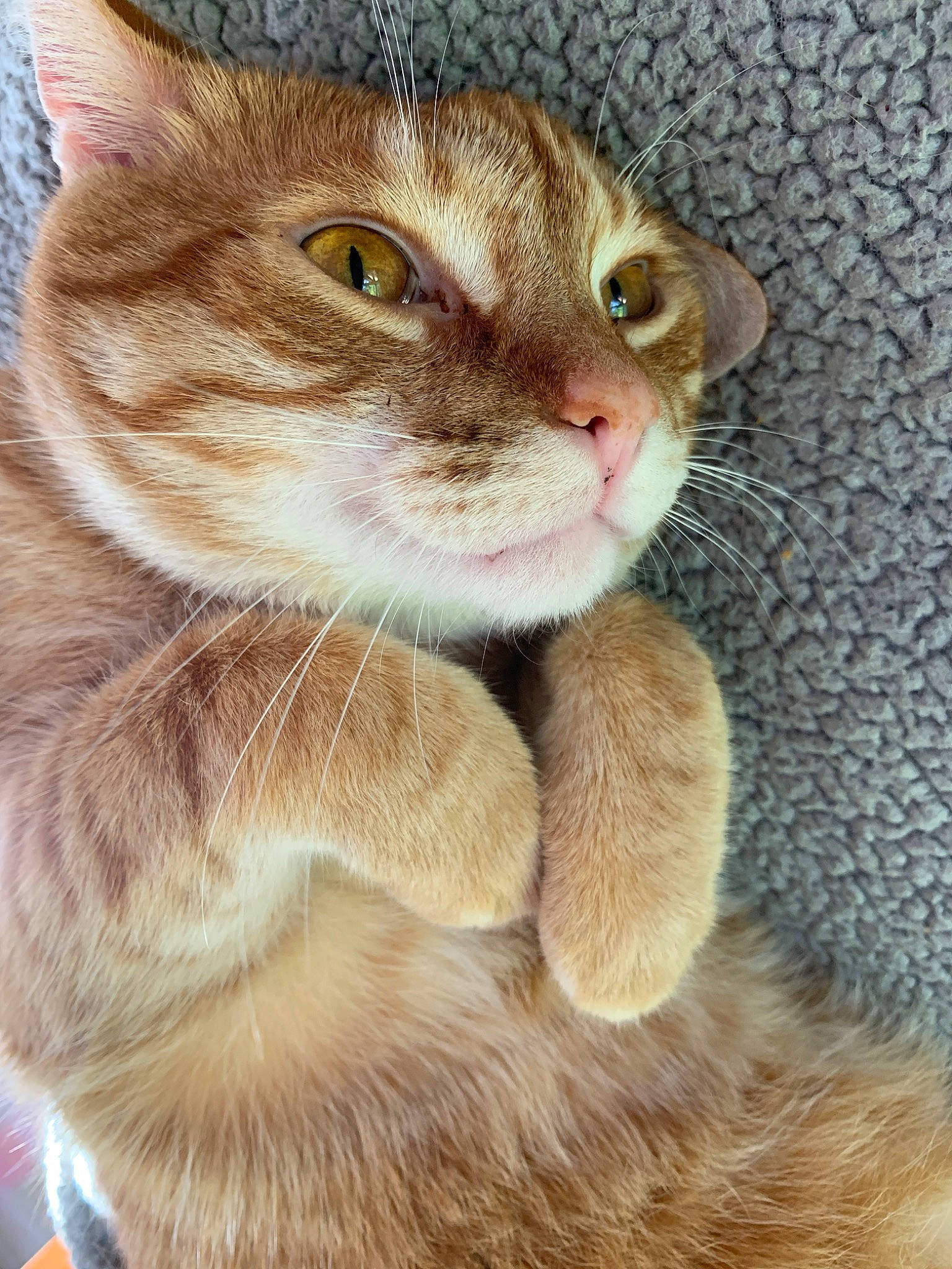 Phineas joined the competition — help win amazing prizes! aegean_cat, american_wirehair, asian, australian_mist, carnivore, cat, chausie, close_up, domestic_short_haired_cat, european_shorthair, eye, fawn, felidae, fur, mammal, singapura, small_to_medium_sized_cats, snout, tabby_cat, whiskers