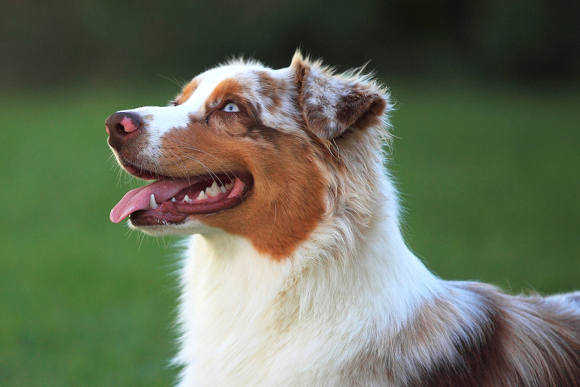 Sia participe au concours pour gagner de l'argent avec cette photo : canidae, carnivore, close_up, companion_dog, dog, dog_breed, fang, fawn, fur, grass, liver, plant, shout, smile, snout, sporting_group, terrestrial_animal, whiskers, wildlife, yawn