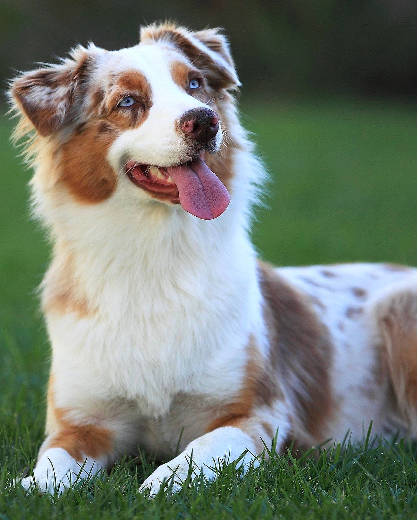 Sia a rejoint le concours — aidez-le/la à gagner de superbes lots ! australian_collie, australian_shepherd, canidae, carnivore, companion_dog, dog, dog_breed, fang, fawn, fur, grass, happy, herding_dog, liver, plant, smile, snout, sporting_group, whiskers, working_dog