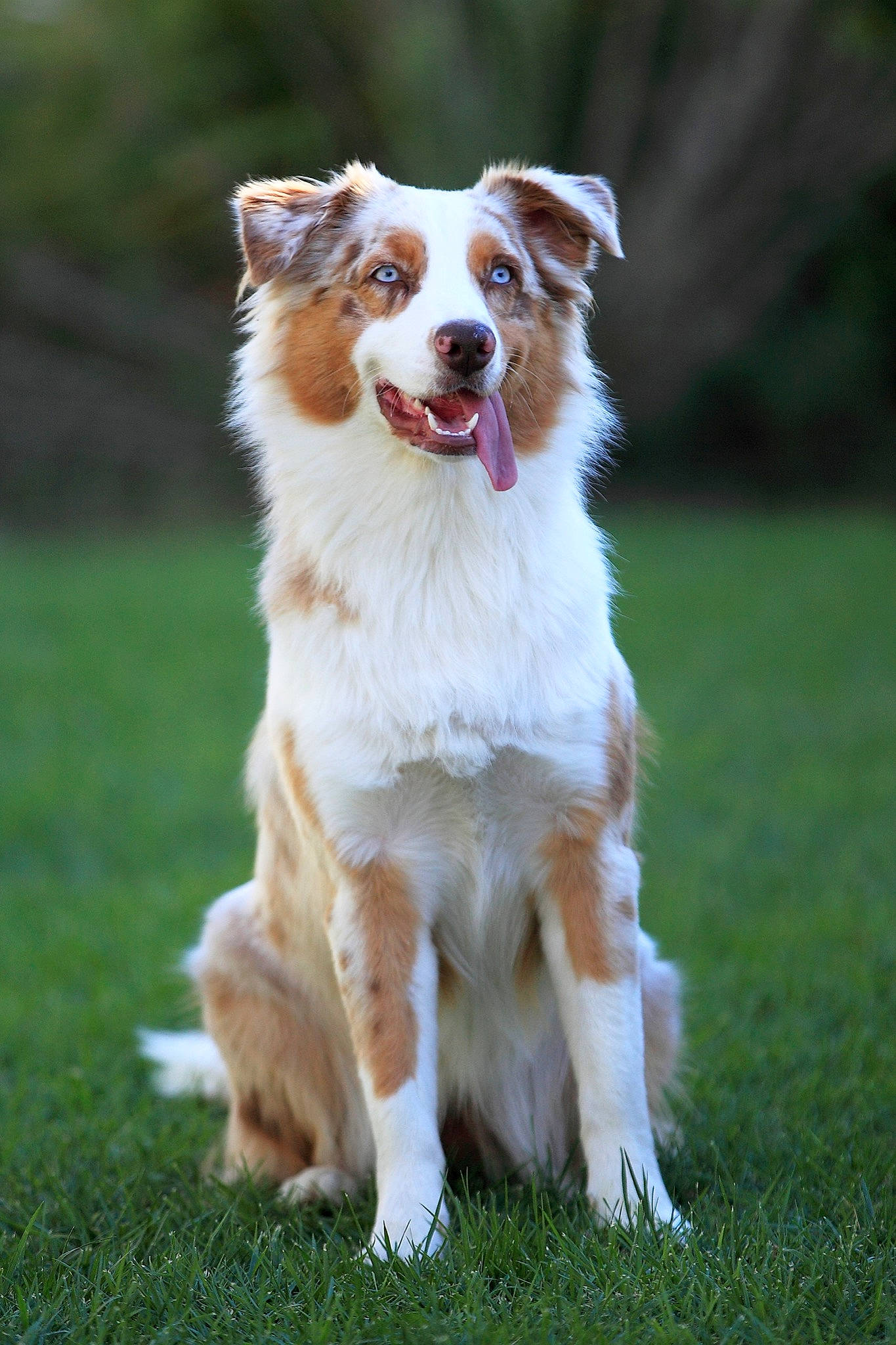 Sia a rejoint le concours — aidez-le/la à gagner de superbes lots ! australian_shepherd, ball, canidae, carnivore, companion_dog, dog, dog_agility, dog_breed, dog_collar, dog_sports, fawn, grass, herding_dog, plant, snout, sporting_group, sports_equipment, tail, whiskers, working_dog