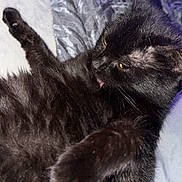 Squeaks is registered to the contest to win money with this photo: black_cat, cat, pet, feline, animal, fur, tongue, relaxing, cozy, blanket, bed, indoor, whiskers, paw, cute, sleepy, soft, resting, closeup, domestic_cat