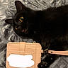 black_cat, cat, pet, animal, wallet, paw, bedspread, fabric, clutching, cute, curious_eyes, lying_down, domestic_cat, feline, indoor, close_up, playful, tongue_out, small_accessory, soft_texture