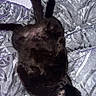 black_cat, cat, pet, sleeping, resting, blanket, bed, cozy, indoor, feline, animal, fur, relaxed, cute, whiskers, paws, soft_lighting, patterned_blanket, lying_down, domestic_cat