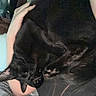 black_cat, cat, pet, sleeping, curled_up, furry, paw, hand, arm, indoor, bed, blanket, fabric, bottle, soda, relaxation, cozy, domestic, animal, comfort