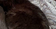 Squeaks joined the competition — help win amazing prizes! black_cat, sleeping, cat, pet, blanket, indoor, furniture, television, colorful, cozy, resting, animal, domestic, fur, curled_up, relaxation, bedroom, soft_light, quiet, home