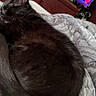 black_cat, sleeping, cat, pet, blanket, indoor, furniture, television, colorful, cozy, resting, animal, domestic, fur, curled_up, relaxation, bedroom, soft_light, quiet, home