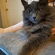 Dolly Girl is registered to the contest to win money with this photo: animal, bow, cat, closeup, cozy, cushion, domestic, face, feline, fluffy, furniture, gray_cat, indoor, looking, paw, pet, portrait, relaxed, resting, soft