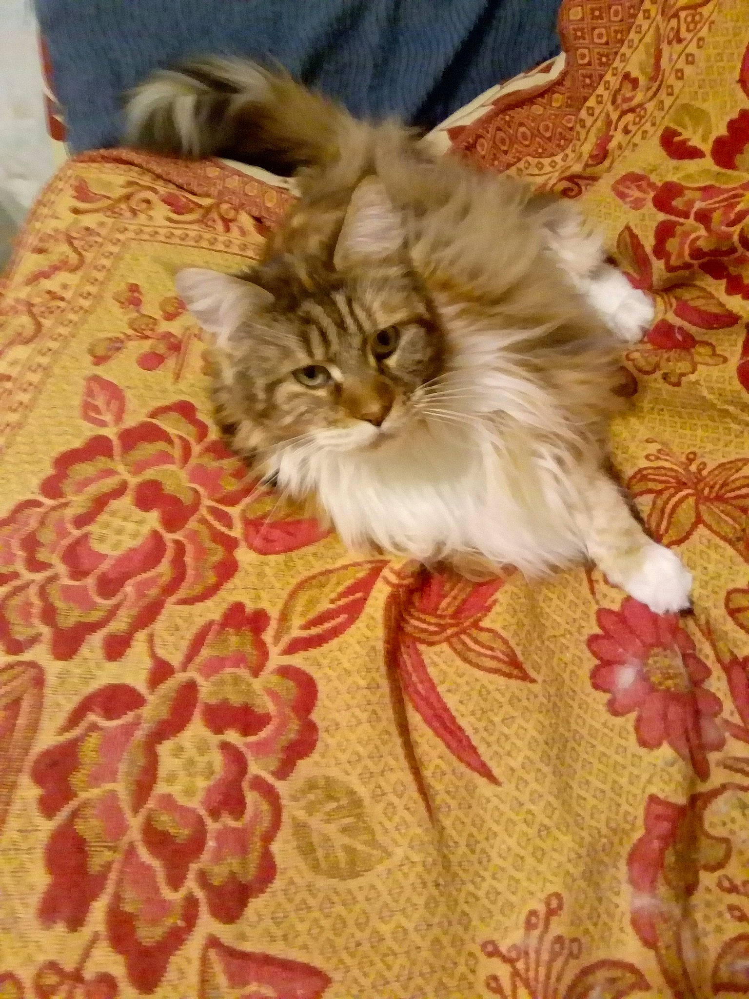 Romane participe au concours pour gagner de l'argent avec cette photo : british_longhair, carnivore, cat, claw, comfort, companion_dog, fawn, felidae, flooring, fur, hardwood, linens, pattern, paw, small_to_medium_sized_cats, tail, terrestrial_animal, textile, whiskers, wood