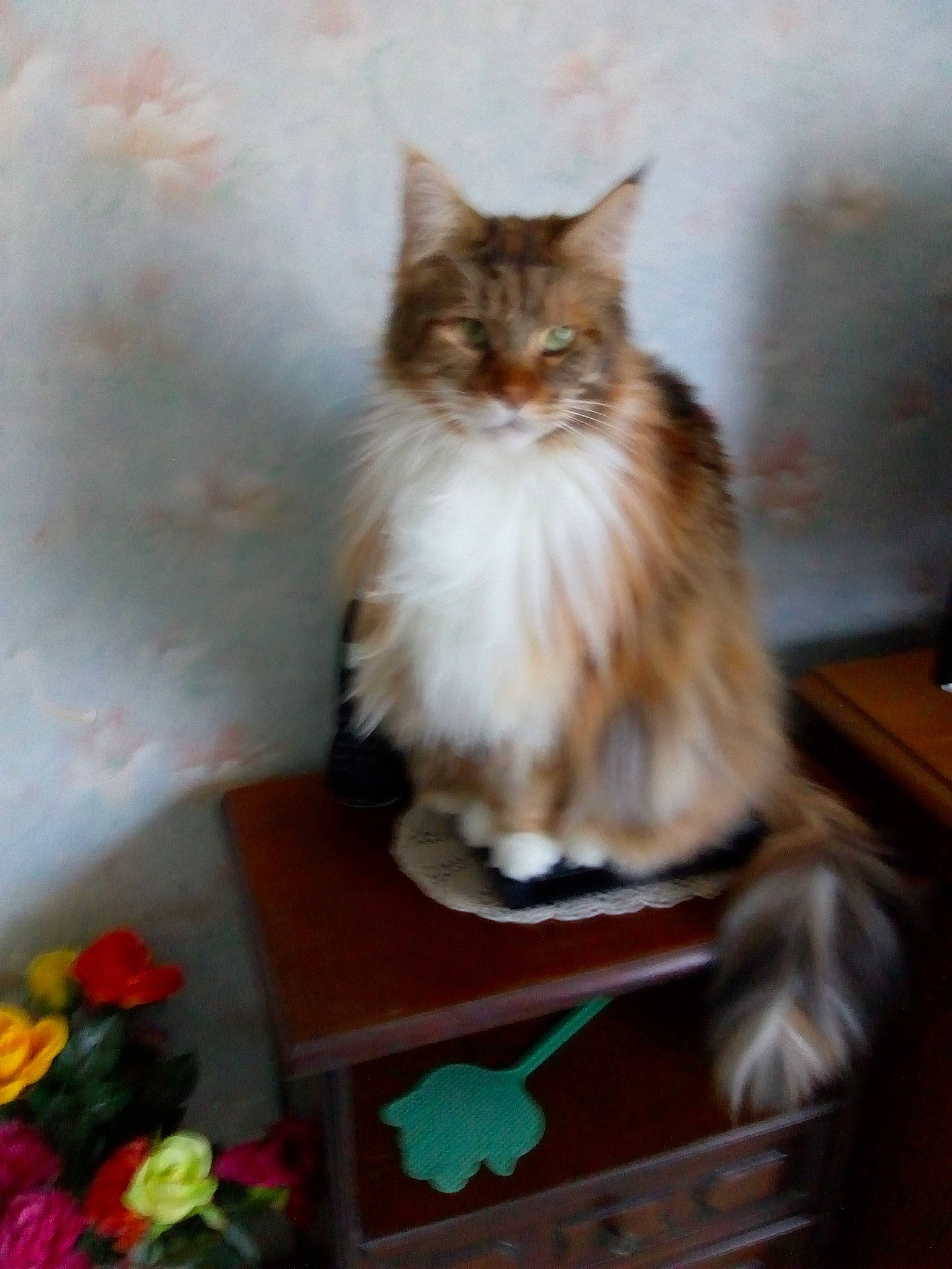 Romane a rejoint le concours — aidez-le/la à gagner de superbes lots ! box, british_longhair, carnivore, cat, drawer, fawn, felidae, floral_design, flower, flower_arranging, fur, maine_coon, petal, plant, ragdoll, small_to_medium_sized_cats, snout, tail, whiskers, wood