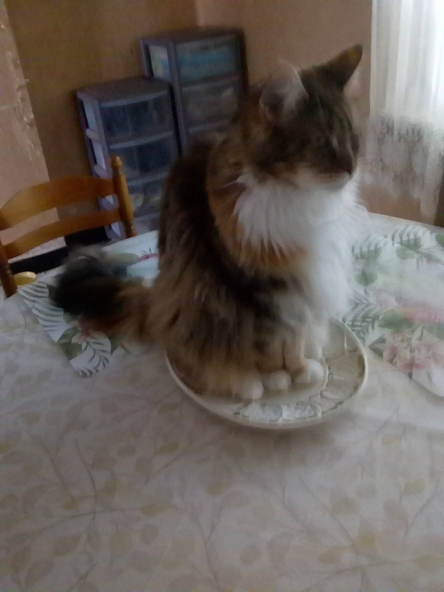 Romane participe au concours pour gagner de l'argent avec cette photo : art, british_longhair, carnivore, cat, chair, comfort, companion_dog, fawn, felidae, flooring, fur, hardwood, paw, ragdoll, small_to_medium_sized_cats, snout, tail, whiskers, wood, wood_flooring