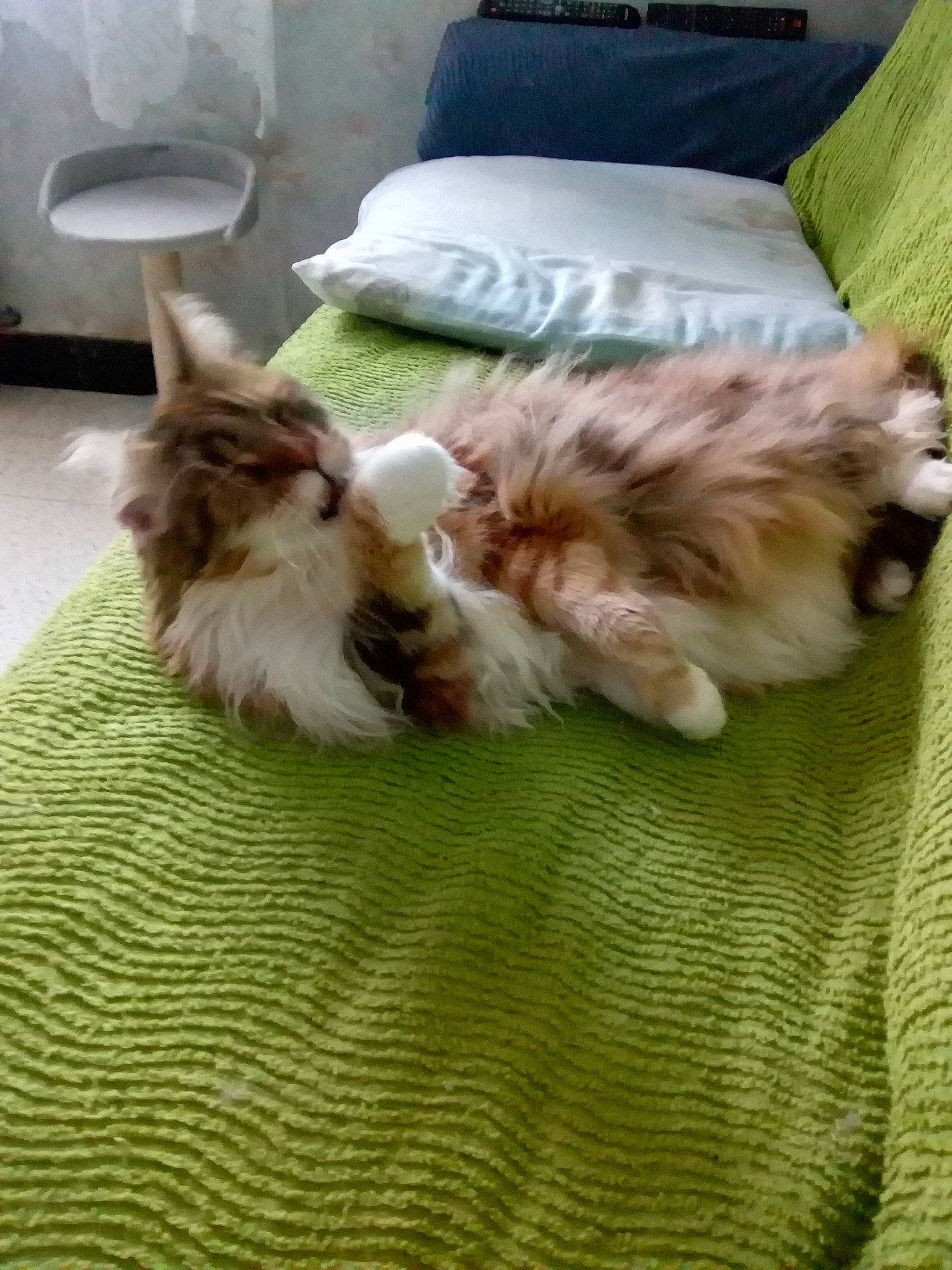 Romane participe au concours pour gagner de l'argent avec cette photo : canidae, carnivore, cat, comfort, companion_dog, dog_breed, fawn, felidae, flooring, fur, hardwood, liver, nap, room, small_to_medium_sized_cats, sporting_group, tail, toy_dog, whiskers, wood