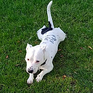 Rex is registered to the contest to win money with this photo: animal, animal_portrait, black_spots, canine, collar, daytime, dog, friendly, grass, green, lawn, mammal, nature, outdoor, pet, playful, relaxed, summer, tail_up, white_dog