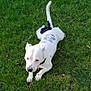 animal, animal_portrait, black_spots, canine, collar, daytime, dog, friendly, grass, green, lawn, mammal, nature, outdoor, pet, playful, relaxed, summer, tail_up, white_dog