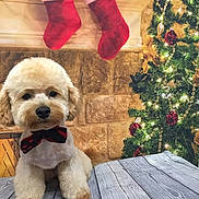 Ernie joined the competition — help win amazing prizes! bow_tie, celebration, christmas_stockings, christmas_tree, cozy, cute, decor, decorations, dog, festive, fireplace, fluffy, holiday, indoor, lights, ornaments, pet, portrait, winter, wooden_floor