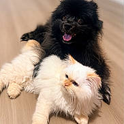 Lux is registered to the contest to win money with this photo: dog, cat, fluffy, black_dog, white_cat, pets, floor, indoor, animal, cute, tongue_out, relaxed, companions, furry, friendship, domestic, cute_animals, laying_down, happy_dog, serious_cat