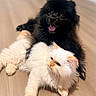 dog, cat, fluffy, black_dog, white_cat, pets, floor, indoor, animal, cute, tongue_out, relaxed, companions, furry, friendship, domestic, cute_animals, laying_down, happy_dog, serious_cat