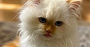 Lux is registered to the contest to win money with this photo: kitten, cat, fluffy, white, orange, blue_eyes, tongue_out, indoor, carpet, pet, cute, furry, animal, young, small, domestic, mammal, whiskers, ears, soft
