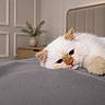 kitten, cat, bed, bedroom, furniture, soft, fluffy, resting, animal, pet, cute, indoor, cozy, gray, white, paws, headboard, plant, vase, sleepy