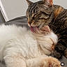 cat, tabby_cat, white_cat, sleeping, licking, fur, pet, animal, cute, cozy, affection, close_up, indoors, resting, companionship, whiskers, ears, paw, soft, cute_animals