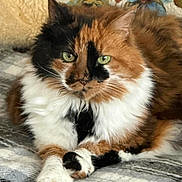 Lucky joined the competition — help win amazing prizes! cat, calico, fluffy, green_eyes, pet, indoor, resting, animal, feline, close_up, cozy, blanket, patterned, fur, cute, domestic_cat, relaxed, portrait, whiskers, paw