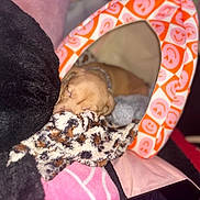 Drako joined the competition — help win amazing prizes! animal, blanket, colorful, comfortable, cozy, cute, dog, indoor, orange, patterned, pet_tent, pink, plush_toy, puppy, resting, sleeping, small, snuggled, soft, warm
