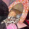 animal, blanket, colorful, comfortable, cozy, cute, dog, indoor, orange, patterned, pet_tent, pink, plush_toy, puppy, resting, sleeping, small, snuggled, soft, warm