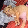 Drako is registered to the contest to win money with this photo: animal, blanket, companion, cozy, cute, dog, fur, indoors, lying_down, pet, portrait, puppy, red, resting, sleepy, soft_toy, stuffed_animal, tan, teddy_bear, young_animal