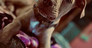 Drako joined the competition — help win amazing prizes! animal, blanket, blurred_background, collar, colorful, cozy, cute, dog, ears, eyes, face, focus, fur, indoor, lying_down, nose, pet, portrait, puppy, young