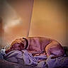 Drako joined the competition — help win amazing prizes! animal, bed, blanket, canine, collar, comfort, cozy, dog, domestic, fur, indoor, mammal, peaceful, pet, quiet, relaxed, resting, side_view, sleeping, warm_light