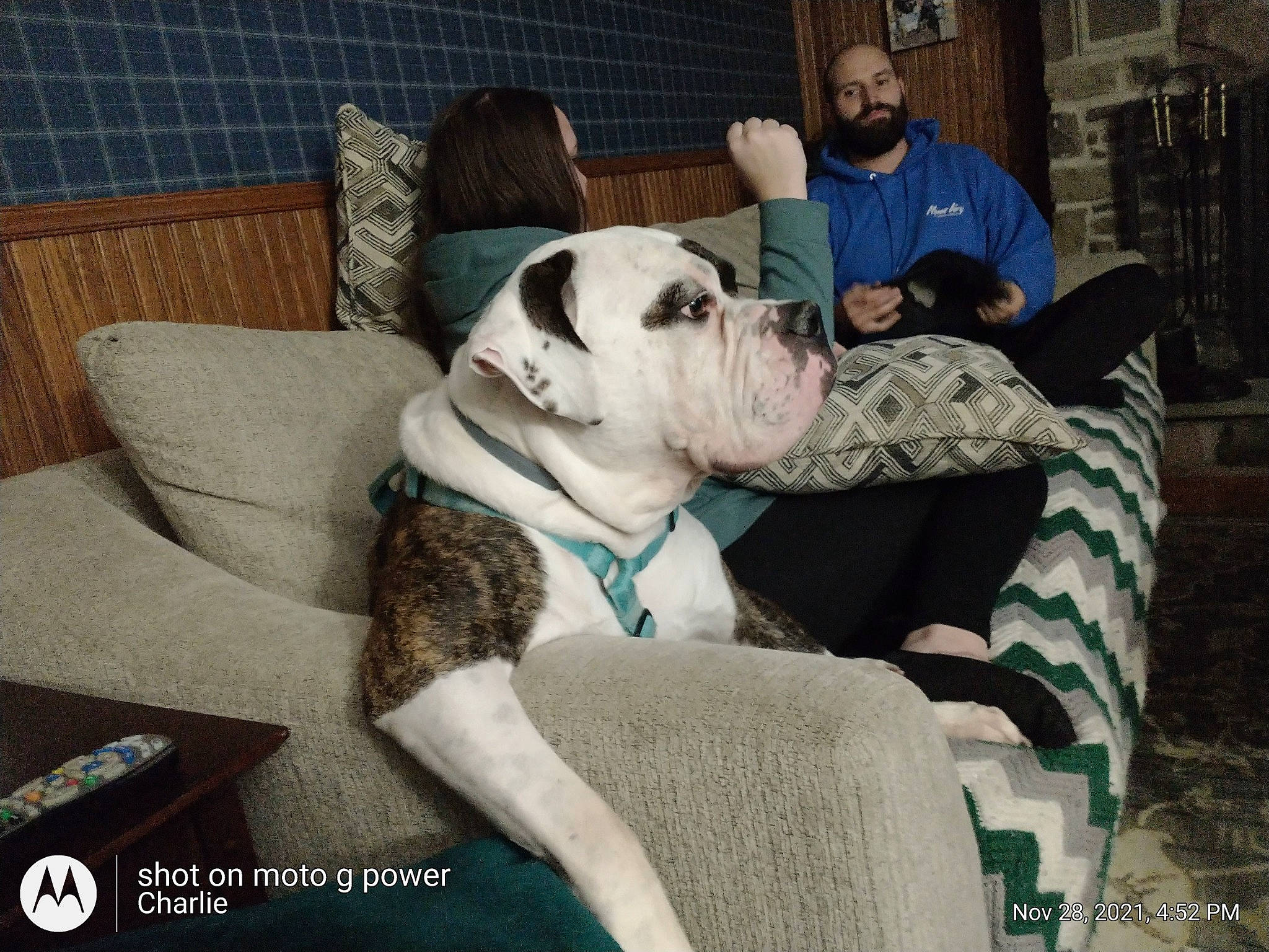 Oakley joined the competition — help win amazing prizes! bulldog, canidae, carnivore, collar, comfort, companion_dog, couch, dog, dog_breed, dog_collar, dog_supply, fawn, fur, leisure, molosser, non_sporting_group, snout, sporting_group, working_animal, working_dog