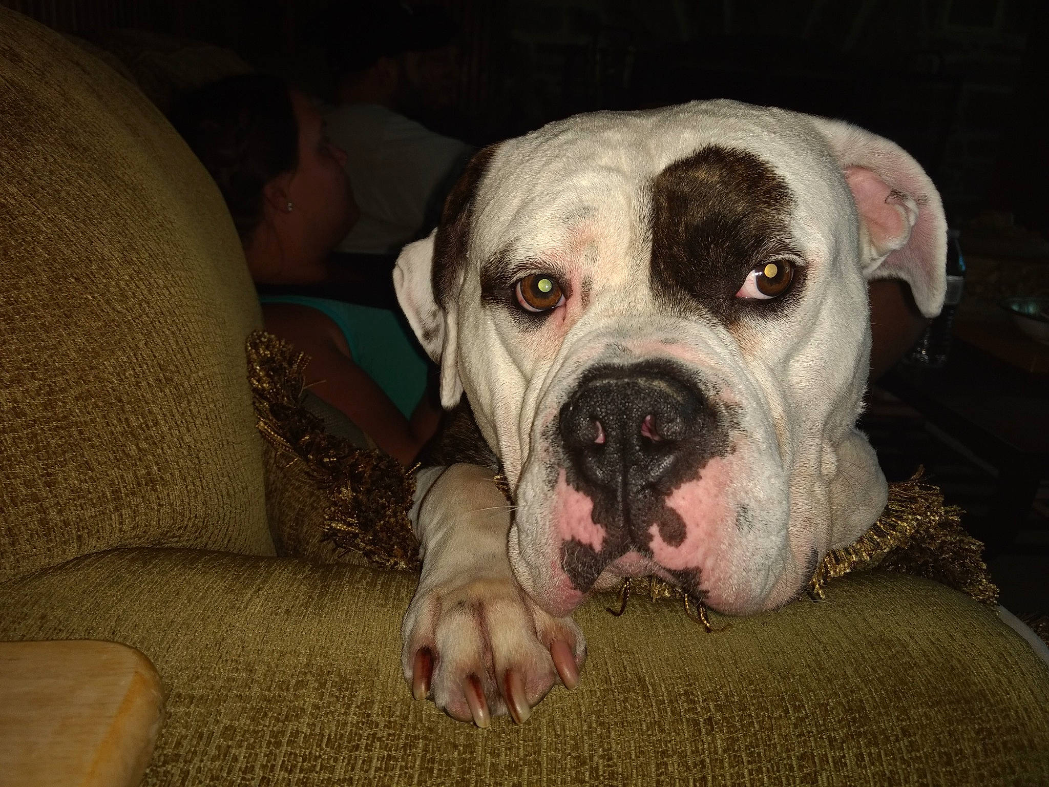 Oakley is registered to the contest to win money with this photo: canidae, carnivore, comfort, companion_dog, couch, dog, dog_breed, fawn, molosser, non_sporting_group, sleeper_chair, sporting_group, terrestrial_animal, whiskers, working_dog, wrinkle